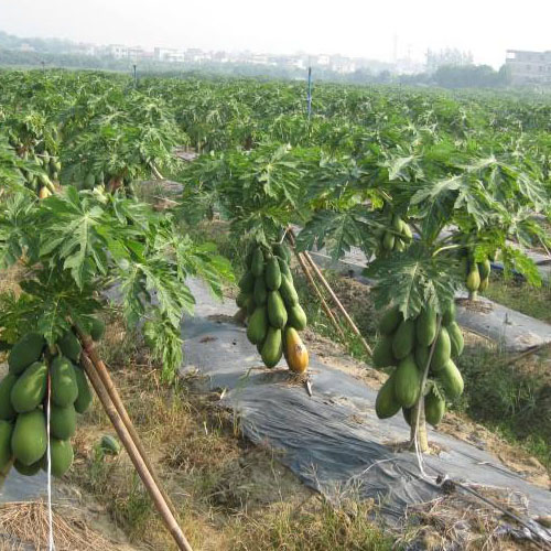 橫縣木瓜種植基地圖一